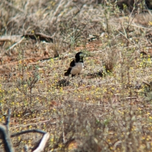 Rhipidura leucophrys at Euabalong, NSW - 9 Sep 2023