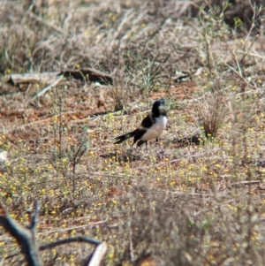 Rhipidura leucophrys at Euabalong, NSW - 9 Sep 2023