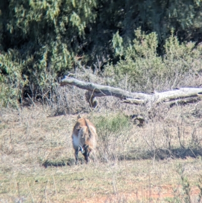 Capra hircus (Wild Goat) at Round Hill Nature Reserve - 9 Sep 2023 by Darcy