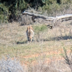 Capra hircus at Euabalong, NSW - 9 Sep 2023