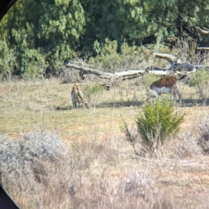 Capra hircus at Euabalong, NSW - 9 Sep 2023
