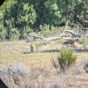 Capra hircus at Euabalong, NSW - 9 Sep 2023 02:17 PM