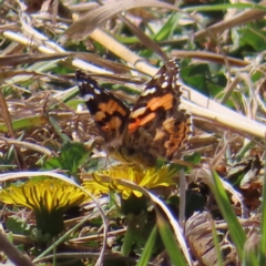 Vanessa kershawi (Australian Painted Lady) at QPRC LGA - 14 Sep 2023 by MatthewFrawley