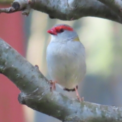 Neochmia temporalis (Red-browed Finch) at QPRC LGA - 14 Sep 2023 by MatthewFrawley