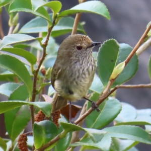 Acanthiza pusilla at Braidwood, NSW - 14 Sep 2023