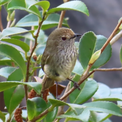 Acanthiza pusilla (Brown Thornbill) at QPRC LGA - 14 Sep 2023 by MatthewFrawley