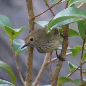 Acanthiza pusilla at Braidwood, NSW - 14 Sep 2023