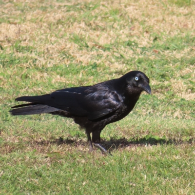 Corvus mellori (Little Raven) at QPRC LGA - 14 Sep 2023 by MatthewFrawley