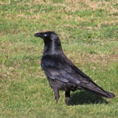 Corvus mellori at Braidwood, NSW - 14 Sep 2023 03:26 PM