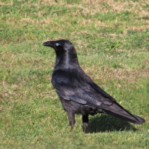 Corvus mellori at Braidwood, NSW - 14 Sep 2023