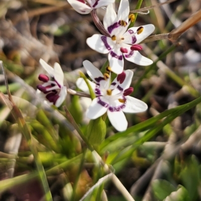 Wurmbea dioica subsp. dioica (Early Nancy) at Captains Flat, NSW - 14 Sep 2023 by Csteele4