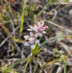 Wurmbea dioica subsp. dioica at Captains Flat, NSW - 14 Sep 2023