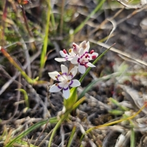 Wurmbea dioica subsp. dioica at Captains Flat, NSW - 14 Sep 2023