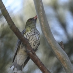 Oriolus sagittatus (Olive-backed Oriole) at Bruce Ridge to Gossan Hill - 14 Sep 2023 by AlisonMilton