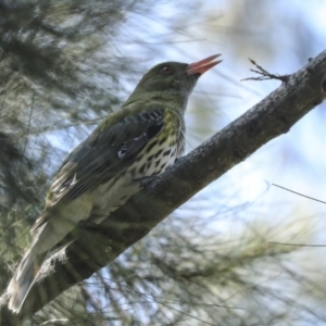 Oriolus sagittatus at Bruce, ACT - 14 Sep 2023