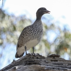 Chenonetta jubata (Australian Wood Duck) at Bruce Ridge - 14 Sep 2023 by AlisonMilton