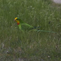 Polytelis swainsonii (Superb Parrot) at Higgins Woodland - 14 Sep 2023 by Trevor