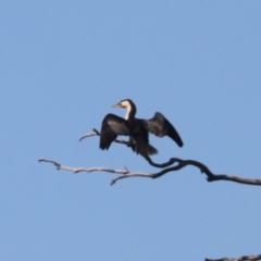 Microcarbo melanoleucos (Little Pied Cormorant) at Coolamon, NSW - 2 Sep 2023 by HappyWanderer