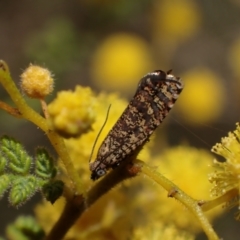Isochorista pumicosa (A Tortricid moth) at Murrumbateman, NSW - 11 Sep 2023 by SimoneC
