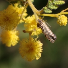 Isochorista pumicosa at Murrumbateman, NSW - 11 Sep 2023 12:57 PM