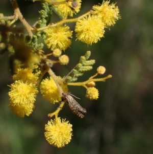 Isochorista pumicosa at Murrumbateman, NSW - 11 Sep 2023 12:57 PM