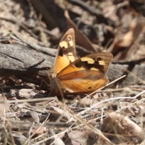 Heteronympha merope at Gungahlin, ACT - 20 Mar 2022 10:33 AM