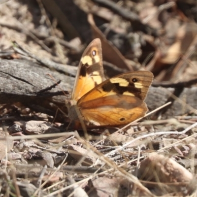 Heteronympha merope (Common Brown Butterfly) at Mulligans Flat - 19 Mar 2022 by HappyWanderer
