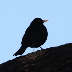 Turdus merula (Eurasian Blackbird) at Jerrabomberra Wetlands - 13 Sep 2023 by JimL