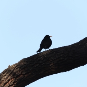 Turdus merula at Fyshwick, ACT - 14 Sep 2023 08:36 AM