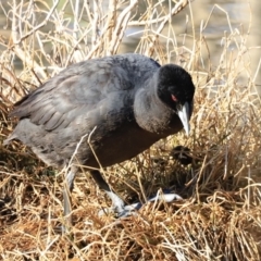 Fulica atra (Eurasian Coot) at Jerrabomberra Wetlands - 13 Sep 2023 by JimL