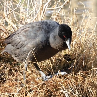 Fulica atra (Eurasian Coot) at Jerrabomberra Wetlands - 13 Sep 2023 by JimL