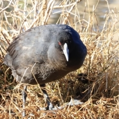 Fulica atra at Fyshwick, ACT - 14 Sep 2023 08:24 AM