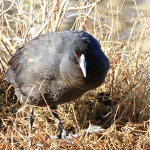 Fulica atra at Fyshwick, ACT - 14 Sep 2023 08:24 AM