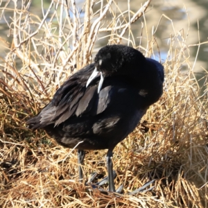 Fulica atra at Fyshwick, ACT - 14 Sep 2023