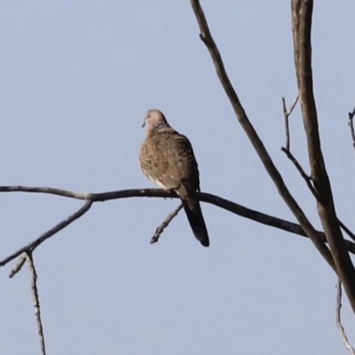 Spilopelia chinensis (Spotted Dove) at Jerrabomberra Wetlands - 13 Sep 2023 by JimL