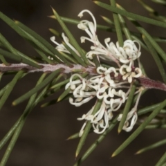 Hakea decurrens subsp. decurrens (Bushy Needlewood) at Bruce Ridge to Gossan Hill - 14 Sep 2023 by AlisonMilton