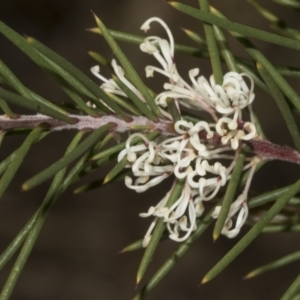 Hakea decurrens subsp. decurrens at Bruce, ACT - 14 Sep 2023