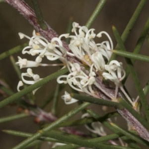 Hakea decurrens subsp. decurrens at Bruce, ACT - 14 Sep 2023