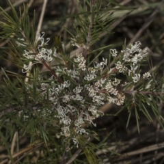 Hakea decurrens subsp. decurrens at Bruce, ACT - 14 Sep 2023