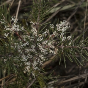 Hakea decurrens subsp. decurrens at Bruce, ACT - 14 Sep 2023