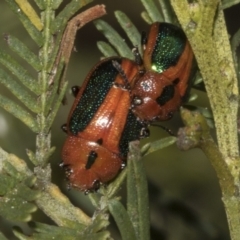 Calomela curtisi (Acacia leaf beetle) at Bruce Ridge to Gossan Hill - 14 Sep 2023 by AlisonMilton