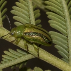 Calomela juncta (Leaf beetle) at Bruce Ridge to Gossan Hill - 14 Sep 2023 by AlisonMilton