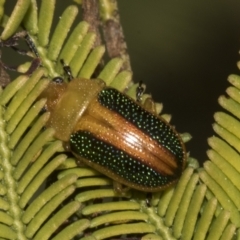 Calomela parilis (Leaf beetle) at Bruce Ridge to Gossan Hill - 14 Sep 2023 by AlisonMilton