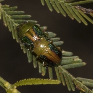 Calomela parilis at Bruce Ridge to Gossan Hill - 14 Sep 2023