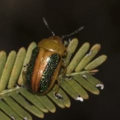 Calomela parilis at Bruce Ridge to Gossan Hill - 14 Sep 2023 11:00 AM