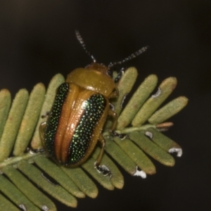 Calomela parilis at Bruce Ridge to Gossan Hill - 14 Sep 2023 11:00 AM