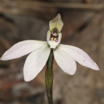 Caladenia fuscata (Dusky Fingers) at Bruce, ACT - 14 Sep 2023 by AlisonMilton