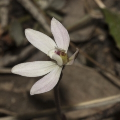 Caladenia fuscata at Bruce, ACT - suppressed