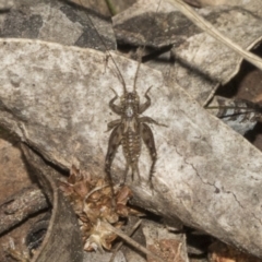 Unidentified Grasshopper, Cricket or Katydid (Orthoptera) at Bruce, ACT - 14 Sep 2023 by AlisonMilton