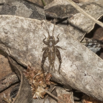 Unidentified Grasshopper, Cricket or Katydid (Orthoptera) at Bruce Ridge to Gossan Hill - 14 Sep 2023 by AlisonMilton